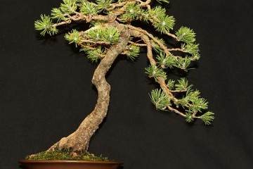 第三届北部纽约雅石盆景展览