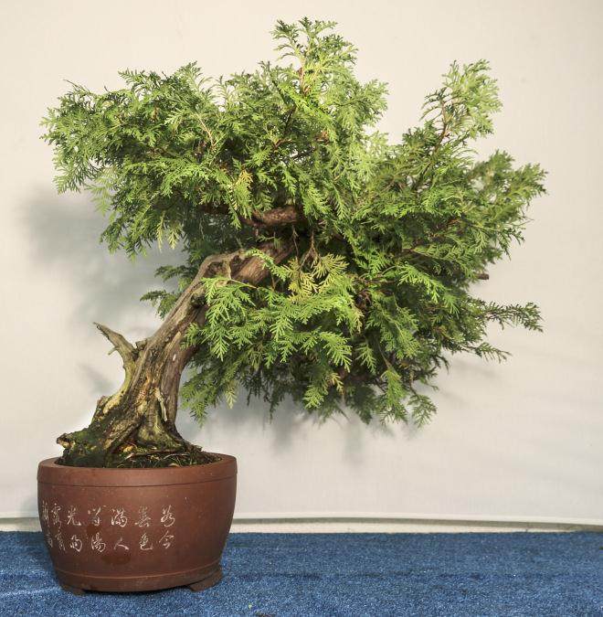 2015年秋季盆景开放日和销售的示范时间表