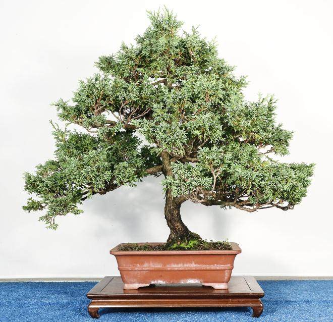 2015年秋季盆景开放日和销售的示范时间表