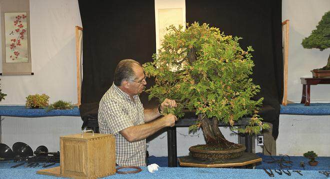 2015年秋季盆景开放日和销售的示范时间表