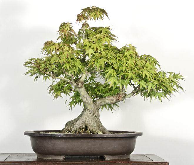 日本江东姬枫叶传播与盆景大师