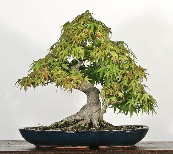 日本江东姬枫叶传播与盆景大师