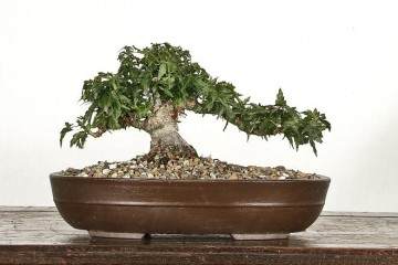 日本江东姬枫叶传播与盆景大师