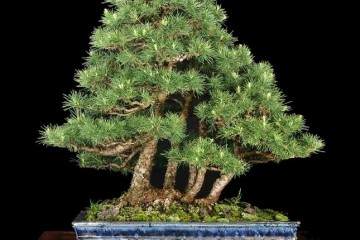 2015年秋季国际盆景植物园开放日及开放