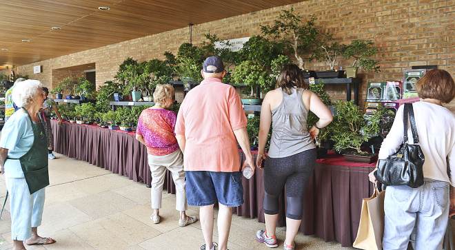 2015年第38届中美洲盆景展