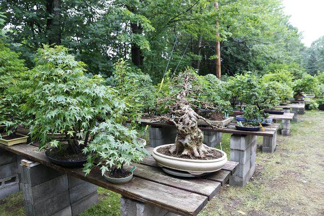 坐巴士前往纽约州北部盆景学会