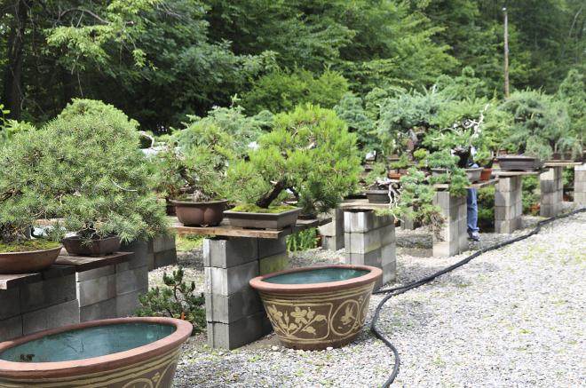 坐巴士前往纽约州北部盆景学会