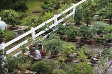 坐巴士前往纽约州北部盆景学会