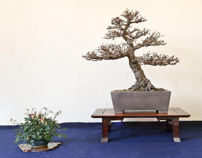 为您的春季盆景展创造一个同伴种植