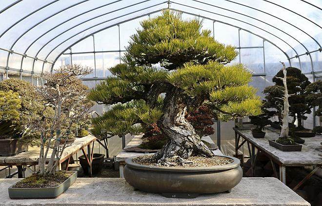 日本上野绿色盆景俱乐部