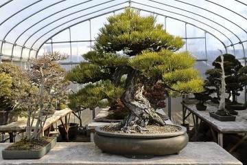 日本上野绿色盆景俱乐部