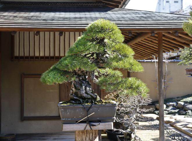 访问东京俊个盆景博物馆