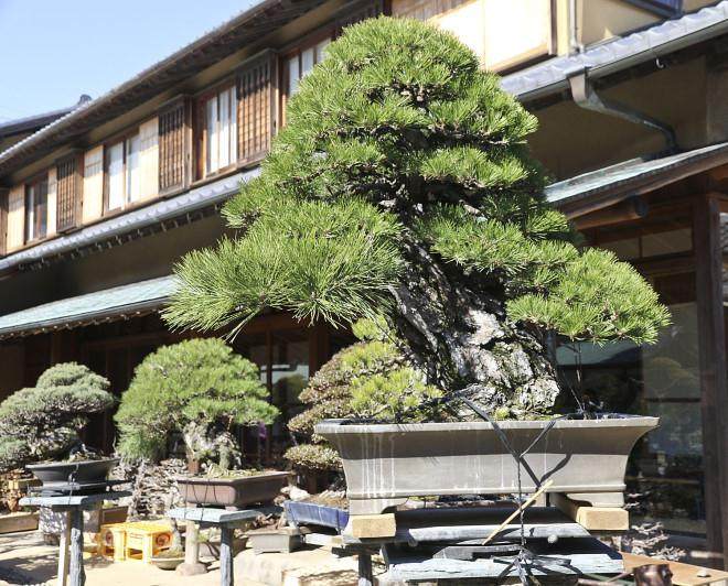 访问东京俊个盆景博物馆