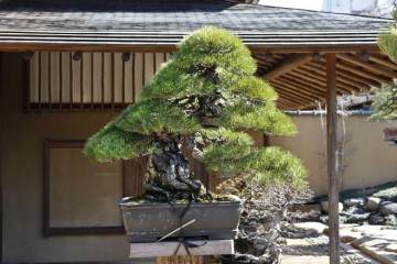 访问东京俊个盆景博物馆