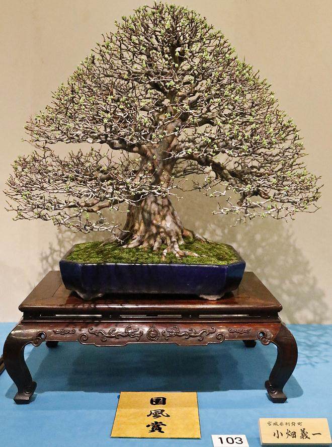 2015年第89届日本国府盆景展 - 第2部分