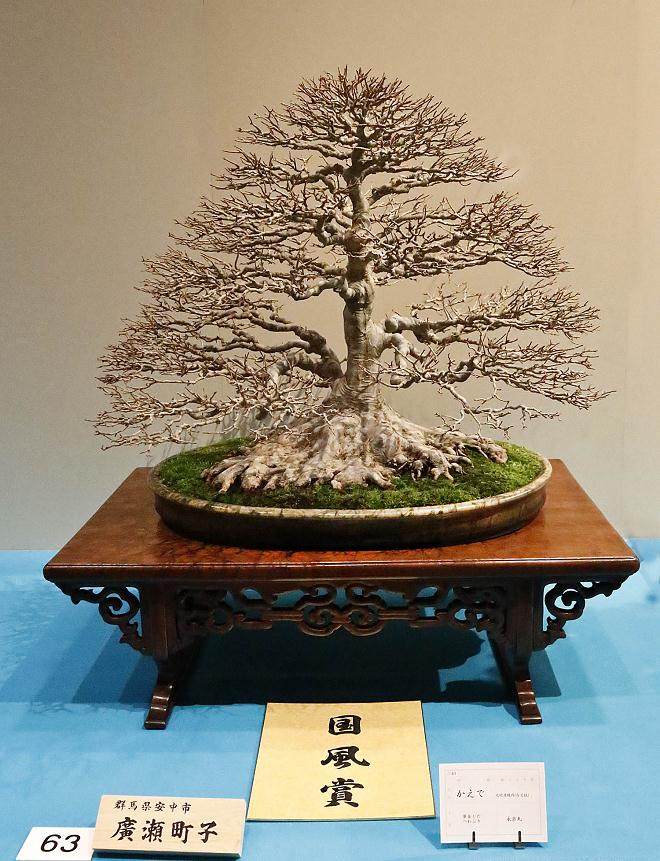 2015年第89届日本国府盆景展 - 第2部分