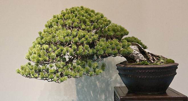 2015年第89届日本国府盆景展 - 第2部分