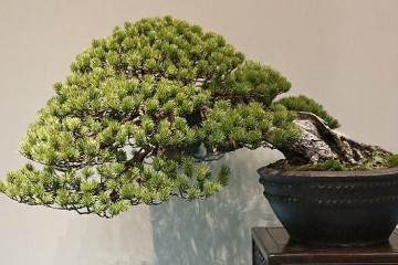 2015年第89届日本国府盆景展 - 第2部分