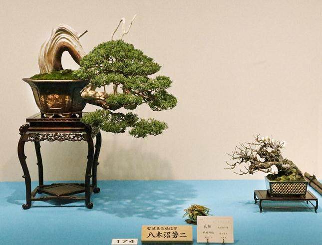 2015年第89届日本国府盆景展 - 第1部分续