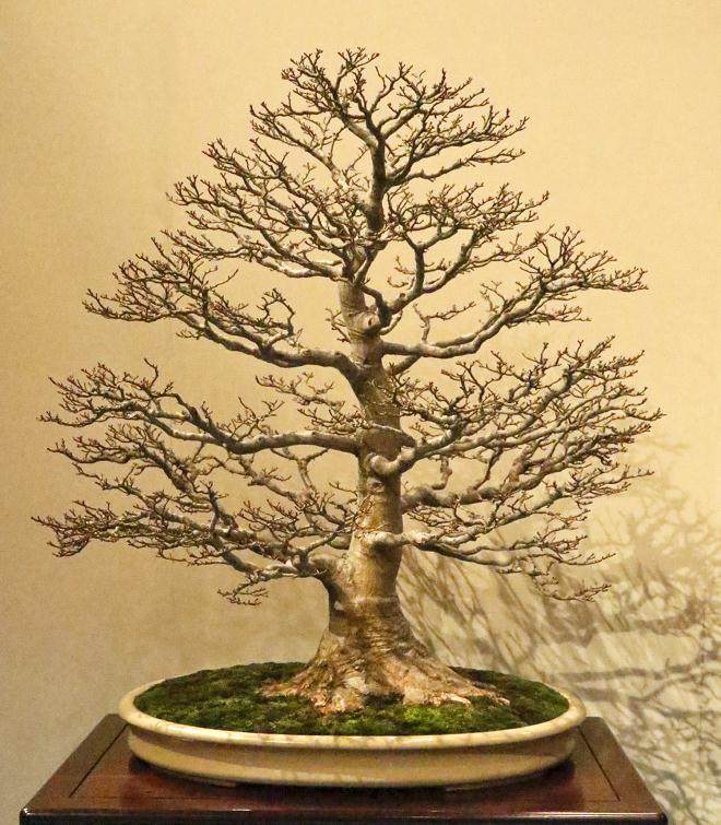 2015年第89届日本国府盆景展 - 第1部分续