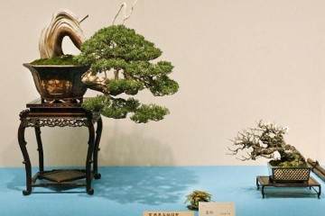 2015年第89届日本国府盆景展 - 第1部分续