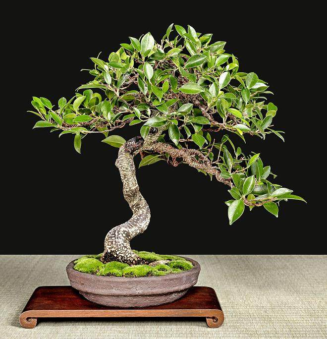 冬季剪影盆景博览会 - 第2部分