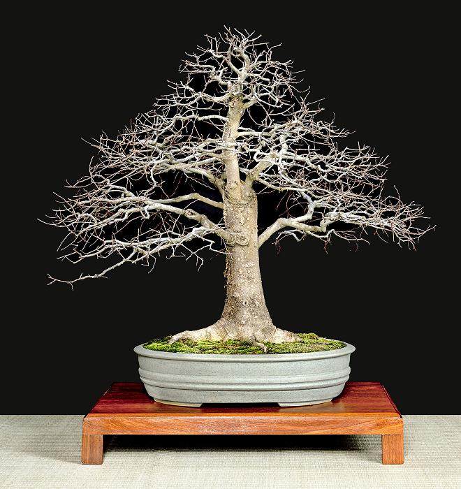 冬季剪影盆景博览会 - 第2部分