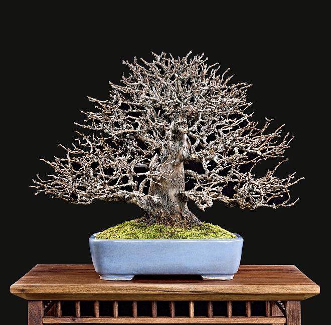 冬季剪影盆景博览会 - 第2部分