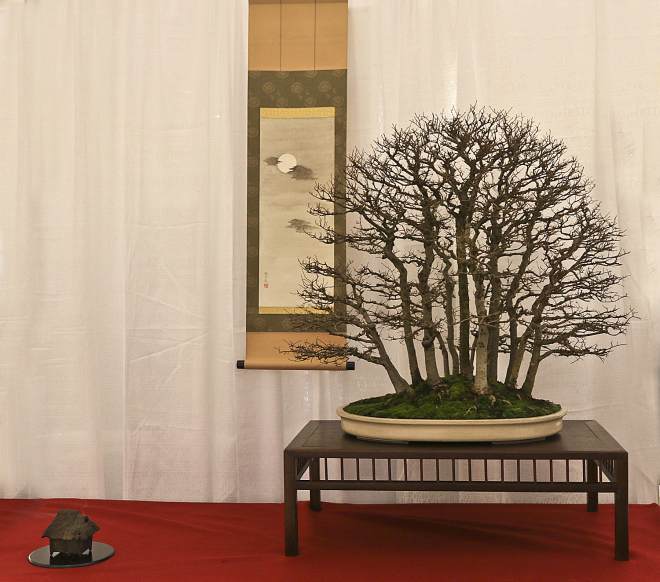 2014年 第二届成功的冬季剪影盆景博览会