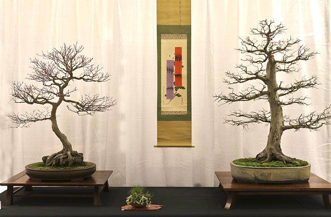 2014年 第二届成功的冬季剪影盆景博览会