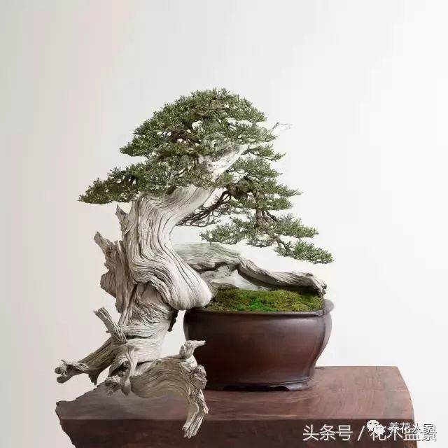 树桩断枝补救之法 玩盆景必备之技术