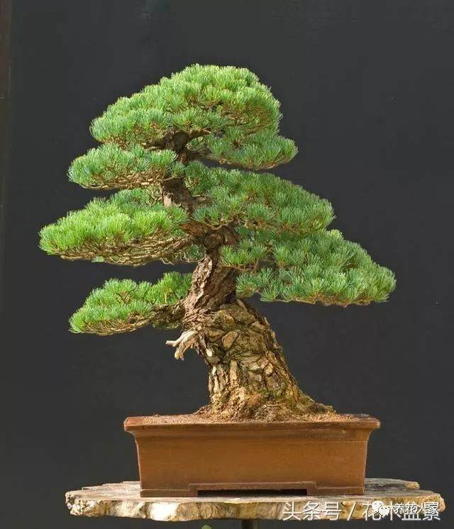 树桩断枝补救之法 玩盆景必备之技术