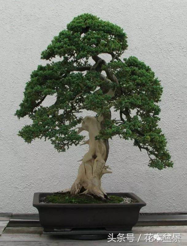 树桩断枝补救之法 玩盆景必备之技术