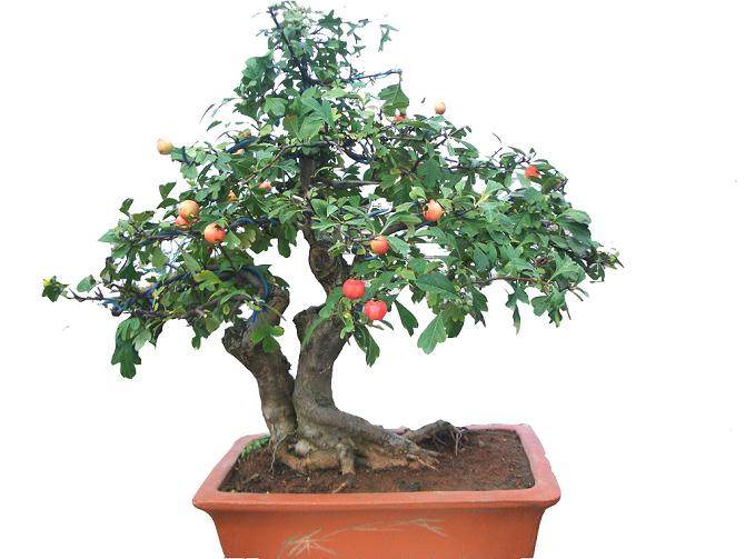 山楂盆景的施肥管理