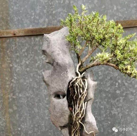养盆景要与石俱进长得好看没用