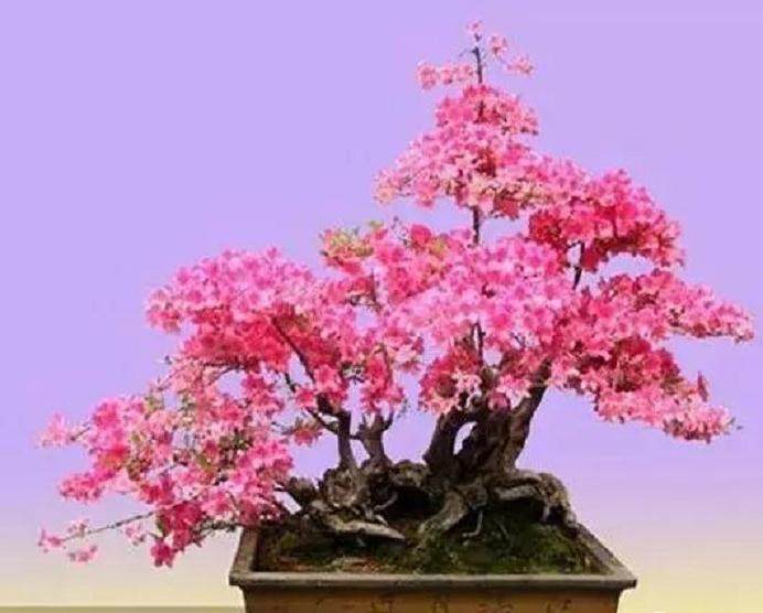 在培植映山红盆景时需要注意以下几点