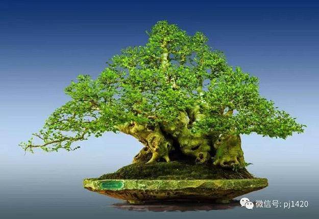 晋江盆景艺术家 - 陈文图 30年的艺术之作