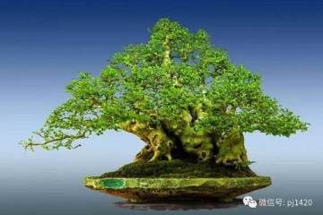 晋江盆景艺术家 - 陈文图 30年的艺术之作