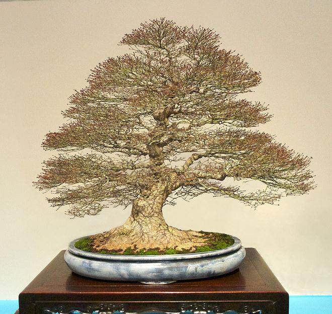 2014年 日本盆景展览-第4部分