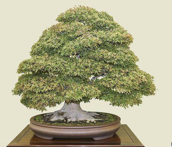 2014年 日本盆景展览-第4部分