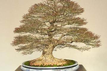 2014年 日本盆景展览-第4部分