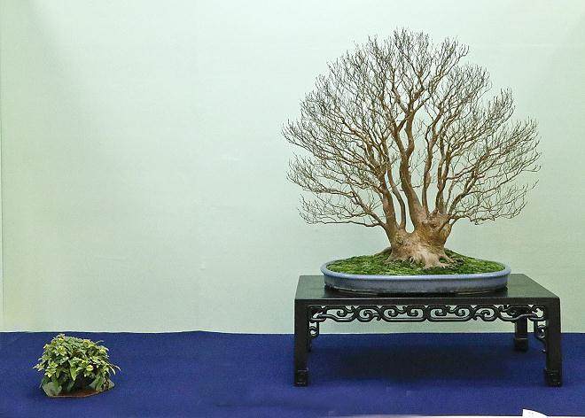 今天是第34届日本台湾盆景展的设置和评选