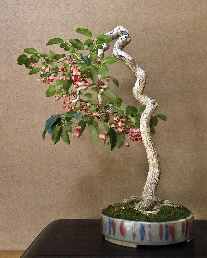 今天早上参观了东京江户川区的俊个盆景博物馆