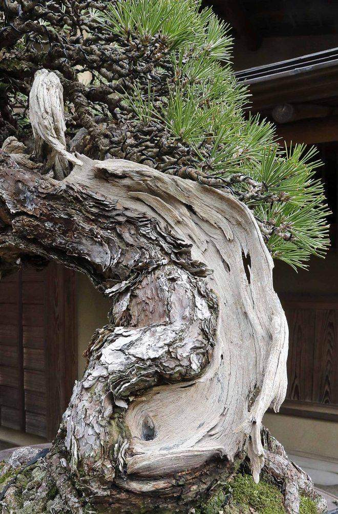 今天早上参观了东京江户川区的俊个盆景博物馆