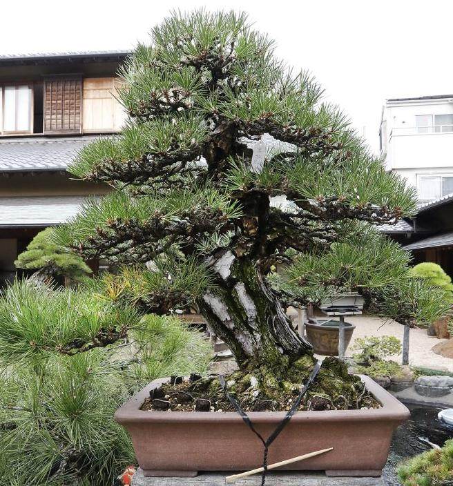 今天早上参观了东京江户川区的盆景博物馆