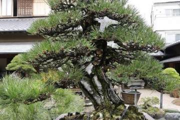 今天早上参观了东京江户川区的盆景博物馆