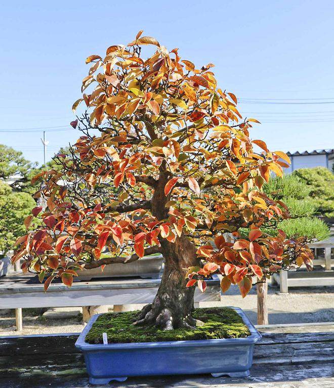 有10人参加日本盆景京都的大观盆景展