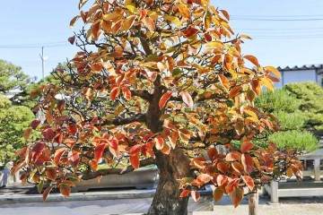 有10人参加日本盆景京都的大观盆景展