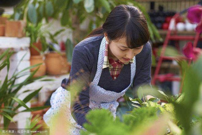容器花园的选材原则