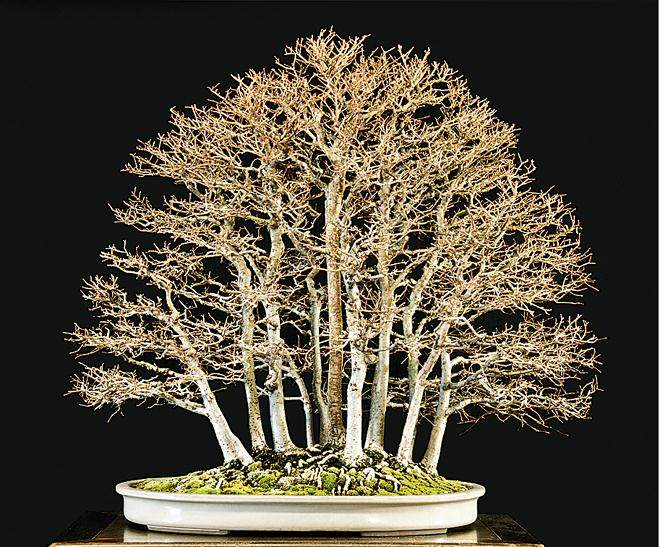 2014年 冬季盆景剪影展